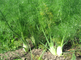 Florence Fennel Herb Seeds Versatile Bulb &amp; Leaf Alike Used 50 Count Pkt... - $6.99