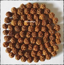 Wholesale Lot 100 Pcs 4 Four Mukhi Face Rudraksha Rudraksh Loose Beads - £55.27 GBP