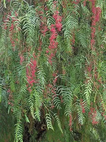 Schinus Molle California Pepper Tree Peppercorn Tree 10 Seeds Garden - $28.00