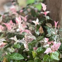 Trachelospermum Asiatica Snow In Summer Variegated Asiatic Jasmine 1 Plant Fresh - £20.64 GBP