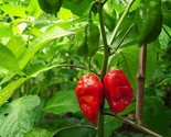 Ghost Pepper Seeds ~ Naga Viper Chile Hot~ Bhut Bhi Jolokia  20 Premium ... - $8.99