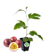 Passiflora Edulis - Red Rover - Live Plant - Purple Passion Fruit Plant ... - $19.77