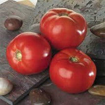 USA SELLER 50 Seeds Bella Rosa Tomato Juicy Vegetable Fast Shipping - £8.22 GBP