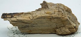 Petrified Wood Specimen from Oregon. 335 grams. - $4.99