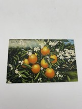 Vintage Postcard Golden Oranges Indian Rocks Beach Florida Linen Posted ... - $3.73