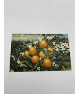 Vintage Postcard Golden Oranges Indian Rocks Beach Florida Linen Posted ... - $3.73