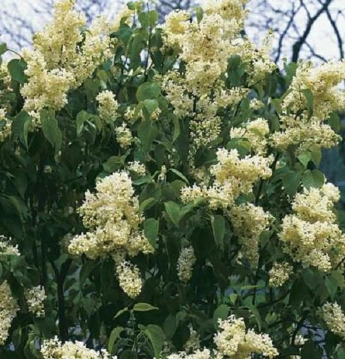 ( 1 ) - Primrose Yellow French Lilac syringa - Starter Plant ( 7L ) - $32.12