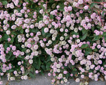 Sale 20 Seeds Punching Balls Pink Buttons Persicaria Capitata Polygonum ... - $9.90