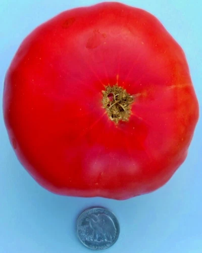 Mortgage Lifter Halladays 25 Tomato Seeds US Fast Shipping - €0,85 EUR