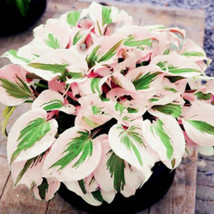 LS 1 Pack 100 Pink White Hosta Plant Seeds Hosta Plantaginea Garden Flowers - £4.33 GBP