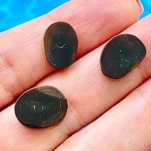 Florida Black Brown Coral Slices Polished Ethically Sourced Sea Gems Set of 3 - £11.72 GBP