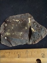 Mazon Creek Calamites Stem Plant Fossil  Pennsylvanian Period Braidwood IL. - $44.55