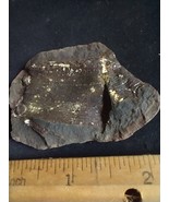 Mazon Creek Calamites Stem Plant Fossil  Pennsylvanian Period Braidwood IL. - $61.12 CAD