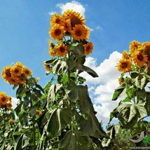 35 Skyscraper Sunflower Seeds Giant Wildflower 12-18 Ft Tall Summer Flow... - $2.75