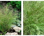 200 Seeds Cloud Grass Agrostis nebulosa Ornamental Plant annual fragrant... - £16.46 GBP