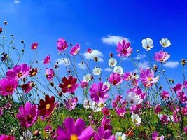 350 SEEDS COSMOS SENSATION MIX FAST PLANT HEIRLOOM SEEDS ENJOY RESULTS - $8.35