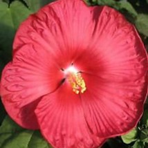 Seeds USA Seller 15 Red Dinner Plate Hibiscus Flower Seeds Huge 10-12 In... - £21.36 GBP