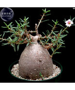 Pachypodium Bispinosum Succulent Sub Shrub Seeds 2 Seeds - $348.35 MXN