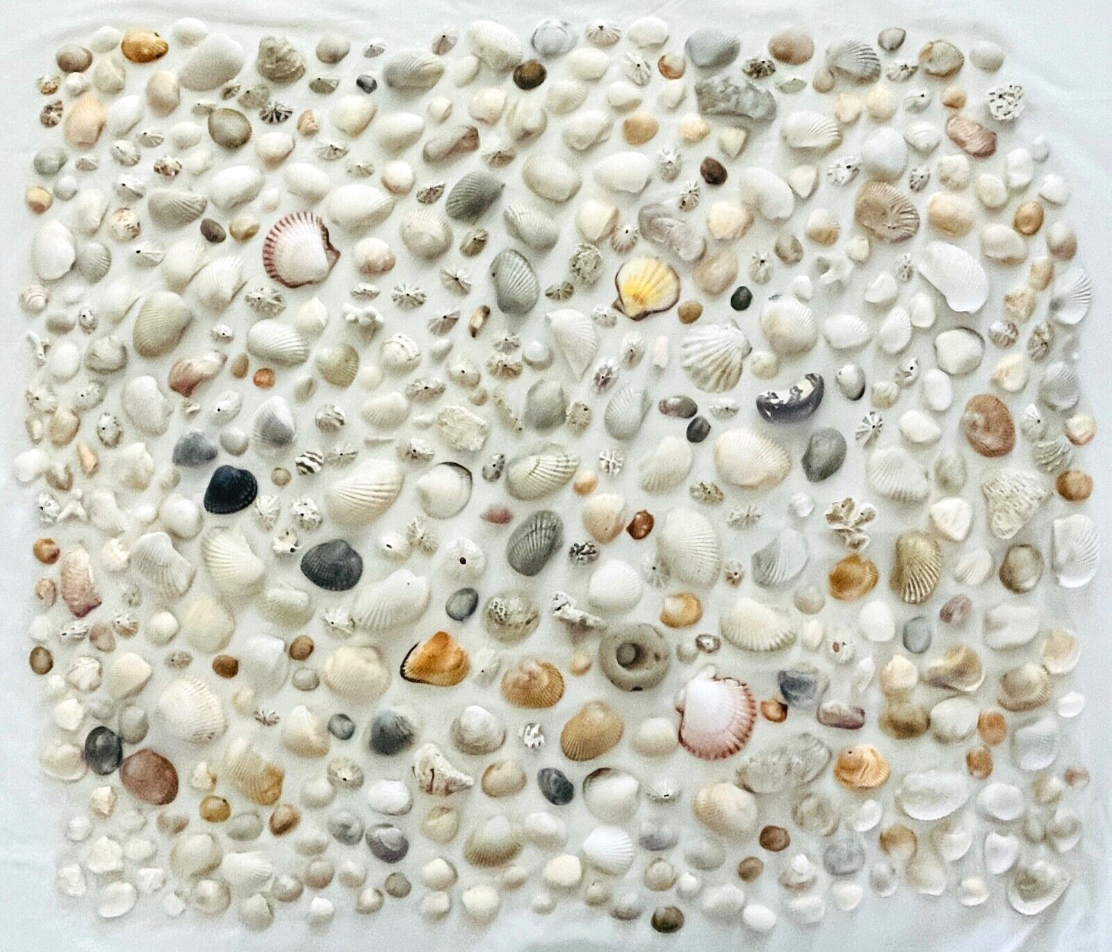 Primary image for Lot 400 Sea Shells Large Medium Small Keyhole Limpets Coral Nautical Beach Shore