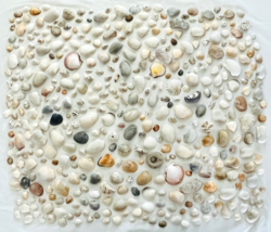 Lot 400 Sea Shells Large Medium Small Keyhole Limpets Coral Nautical Bea... - $38.69