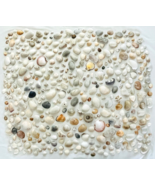 Lot 400 Sea Shells Large Medium Small Keyhole Limpets Coral Nautical Bea... - £30.29 GBP