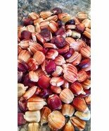 1 LB Speckled Corn Seed Hop McConnell Dent Variety Open Pollinated NON-GMO - $45.25 CAD