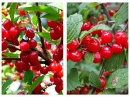 Nanking Cherry Tree seeding, Edible fruit on a Shrub form, Fruiting Hedge plant - £44.09 GBP