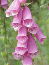 Shipped From Us 2000 Pink Foxglove Digitalis Purpurea Flower Seeds, LC03 - £16.76 GBP