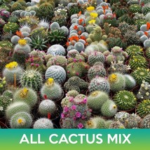 All Cactus Mix Cereus Golden Barrel Parodia Hedgehogs Mammillarias Bulk ... - $11.75