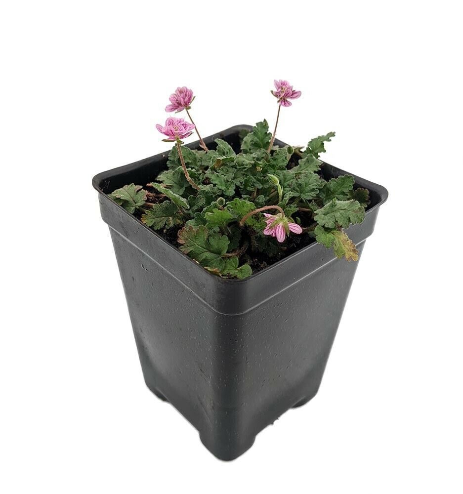 2.5" Pot - Double Pink Fairy Erodium - Cranesbill/Alpine Geranium -Fairy Garden - £37.76 GBP