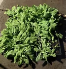 LWS Organic Celtuce Garden Planting 400 Seeds Fast Shipping - $179.26 MXN