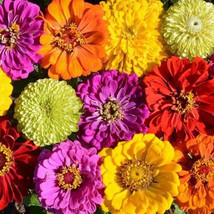 KB 100 Painted Wagon Zinnia Mix Seeds Organic Herb Garden Planting  - $247.80 MXN