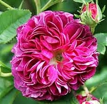 50 Charles de Mills Flower Seeds Garden Plant Rosa Chinensis Rose - $30.00