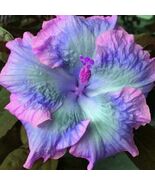 Blue Dream Hibiscus Flower Seeds | Mixed Colors - $10.25