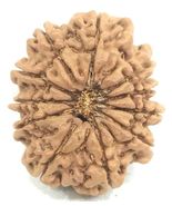 Super Collector 11 mukhi Rudraksha - 29.26 mm - Nepal - IGL Certified - $383.46 CAD