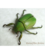 Chrysina Alphabarrerai Leaf Scarab Real Beetle Framed Entomology Shadowbox - $69.00