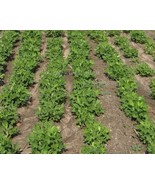 10 seeds Jumbo Virginia Peanuts Untreated - $199.53 MXN