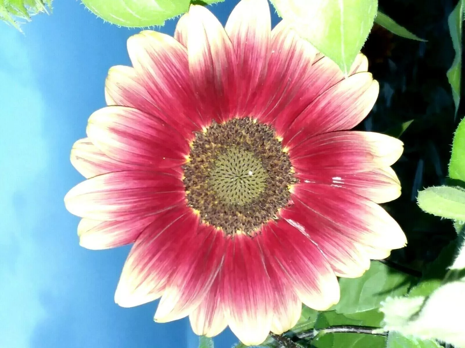 Ruby Eclipse Sunflower 15 Seeds Garden USA Seeds - £11.25 GBP