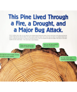 2002 International Paper Poster Life Of A Forest Trees Recycling Vintage... - €21,46 EUR 2002 International Paper Poster Life Of A Forest Trees Recycling Vintage... - €21,46 EUR