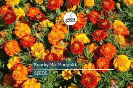 Sparky Mix Marigold Seeds | Non-GMO | Orange, Yellow, Red Blooms | Pest ... - $4.99+