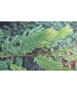 50 Acacia caesia Tree Seeds - $8.00