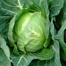 500 Copenhagen Market Early Cabbage Seeds Seeds Garden Fresh USA Shipping - $14.25