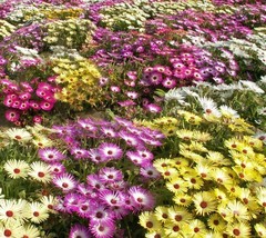 SEPTH 5000 Iceplant Flower Seeds Annual Mixed Ice Plant - $3.98