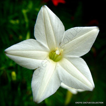 RARE WHITE CYPRESS VINE ipomoea quamoclit morning glory star seed 15 seeds - $8.99