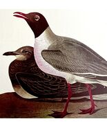 Laughing Gull 1950 Lithograph Art Print Audubon Bird First Edition DWU14C - $42.03 CAD