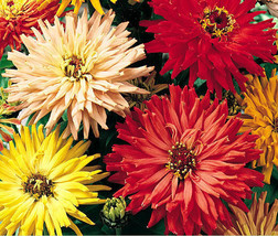 Zinnia Cactus Mix Zinnia Elegans 1 000 Bulk Seeds Fresh - £30.35 GBP