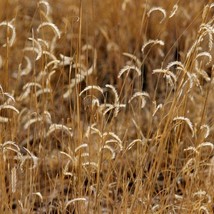 USA Seller Blue Grama Seeds Fresh Organic Bouteloua Gracilis Seeds Blue Outdoor  - £10.80 GBP