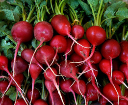 SEPT Radish Seeds 200+ Early Scarlet Globe Survival Garden Vegetables - $5.88