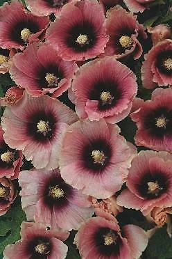 Must-Have Alcea rosea Halo Apricot 1,000 seeds - $4,965.29 MXN