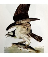 Fish Hawk Bird 1950 Lithograph Art Print Audubon Nature First Edition DW... - $42.12 CAD